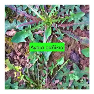 Άγρια Ραδίκια